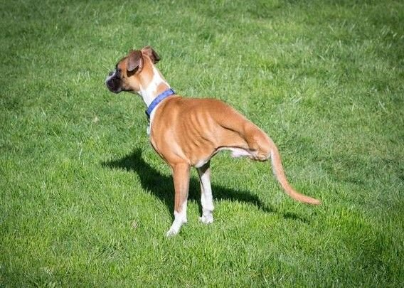 Celebrating Resilience: Stories of Handicapped Pets