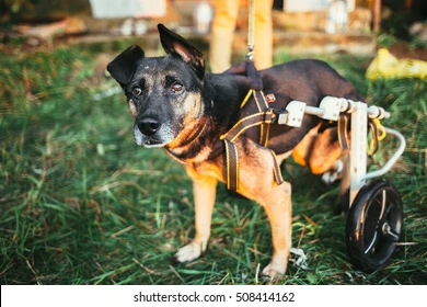 Celebrating Resilience: Supporting Pets with Disabilities
